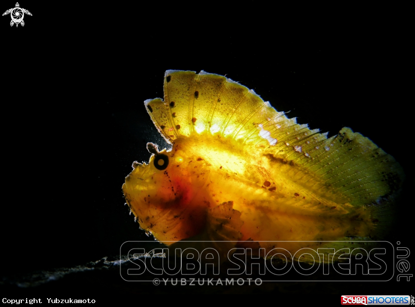 A LeafFish