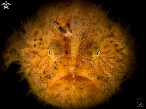 A Hairy Frogfish