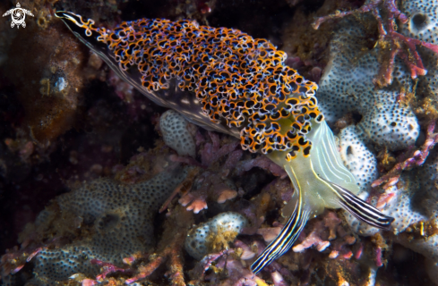 A Elysia diomedea | Mexican Dancer