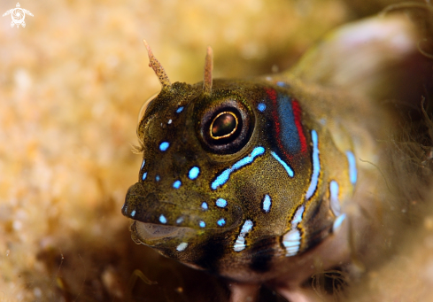 A aidablennius sphynx | sphinx blenny 