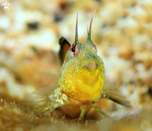 A Incognitus blenny