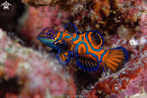 A Mandarin fish, Dragonet