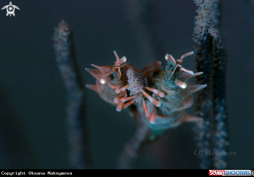 A Two Dragon Shrimps (Miropandalus hardingi) 