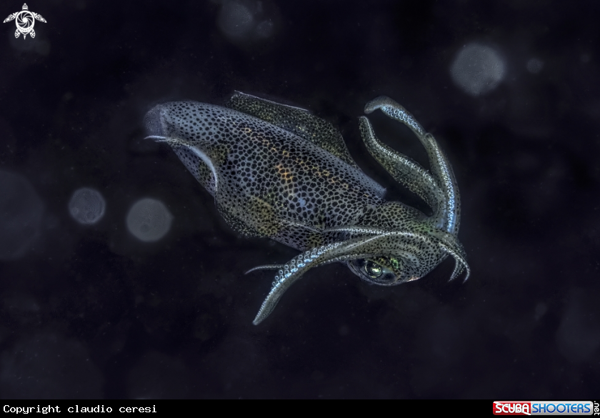 A squid 