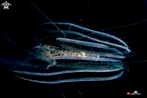 A Tunicate