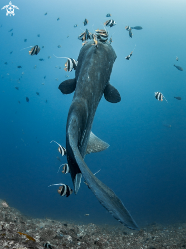 A  Bump-Head Sunfish