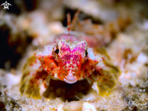 A Synchiropus morrisoni (Schultz, 1960) | Morrison's dragonet. 