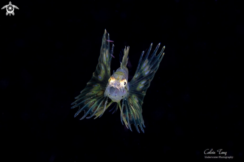 A Juvenile Lion fish