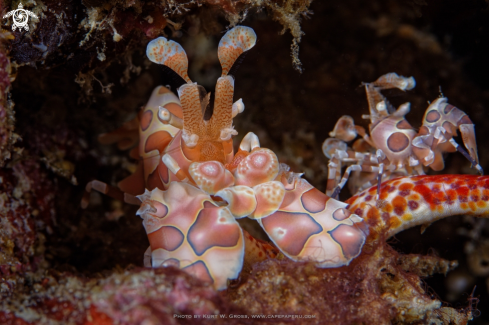 A Harlequin Shrimp