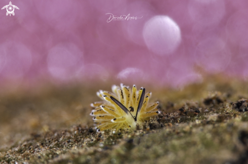 A Banana Nudi