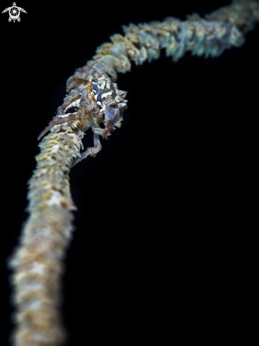 A Xenocarcinus tuberculatus | Xeno Crab 