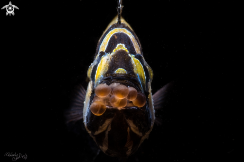 A Banggai Cardinal Fish	