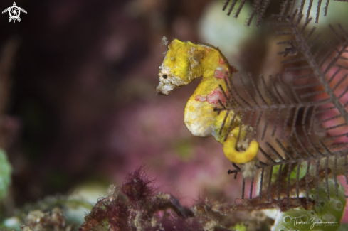 A Pygmi Seahorses Pontohi 