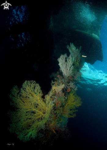 A sea fans | Sea Fans