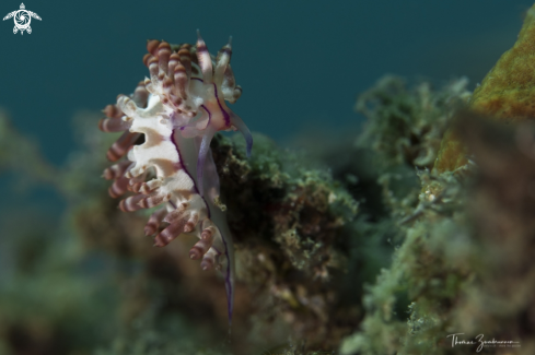 A Nudibranch 