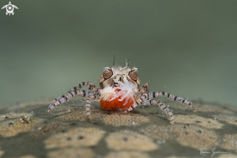 A Boxer Crab