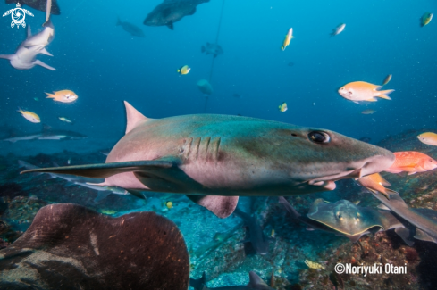 A Triakis scyllium Müller & Henle, 1839	 | Banded houndshark 