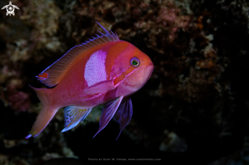 A Squarespot Anthias