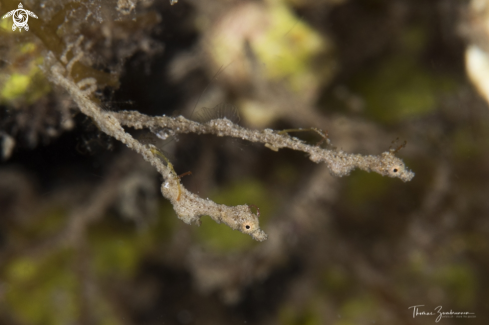 A Lembeh Sea Dragon 