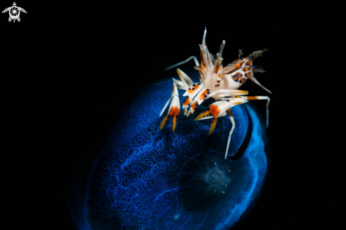 A Phyllognatia Ceratophtalma | Tiger Shrimp