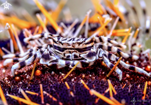 A Zebrida adamsii (White, 1847) | Zebra Crab