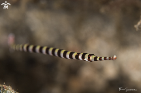 A Banded Pipefish