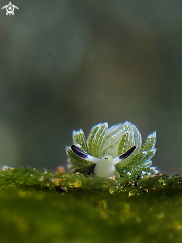 A Costasiella usagi | Rabbit Costasiella