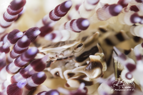 A zebra crab