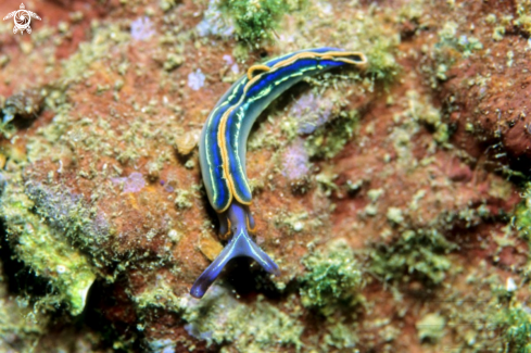 A sea slug