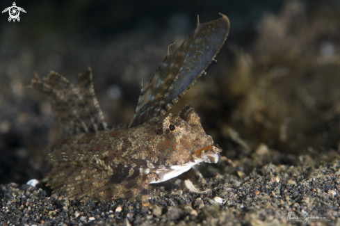 A Fingered Dragonet Fisf