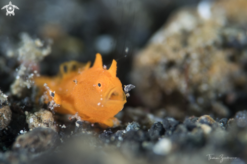 A Frogfish 