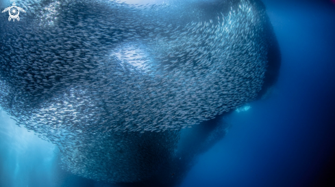 A pacific sardines