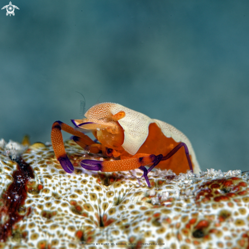 A Periclimenes imperator | Emperor Shrimp