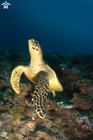 A sea turtle