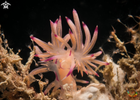 A Coryphellina rubrolineata | Flabellina