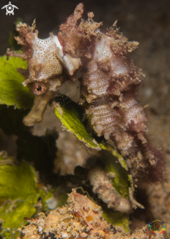 A Seahorse