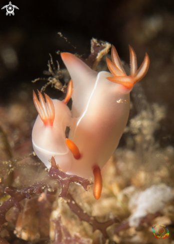 A Hypselodoris