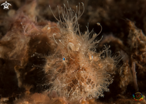 A Antennarius striatus | Hairy frogfish