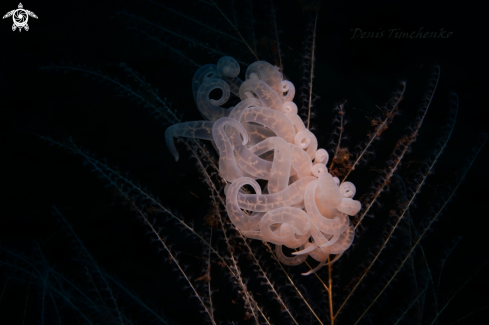 A NUDIBRANCH