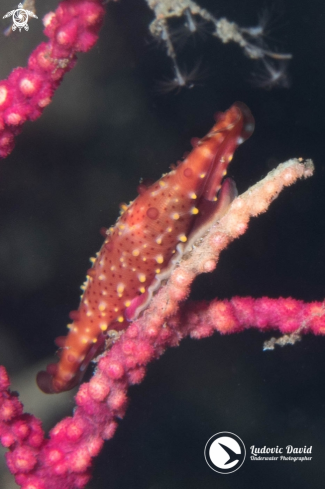 A Rosy Spindle Cowrie