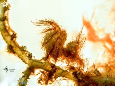 A Phycocaris simulans (Kemp, 1916) | Hairy Shrimp (With Eggs)