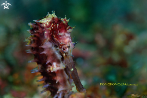 A Seahorse