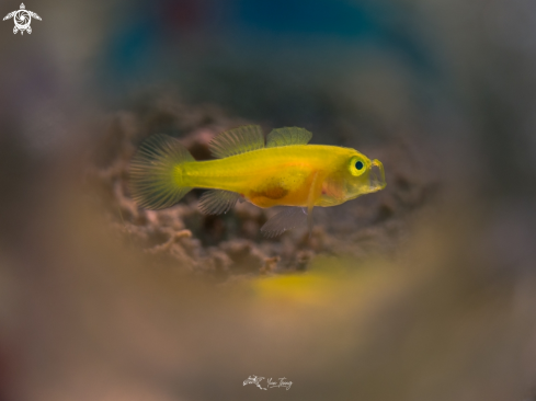 A Lemon Goby