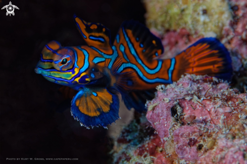 A Mandarin fish, Dragonet