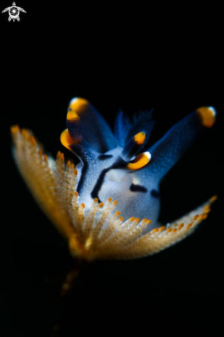 A Thecacera picta | Pikachu nudi