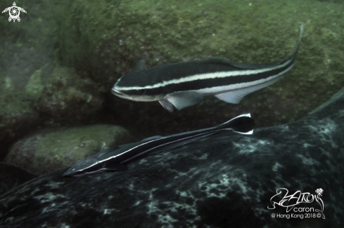 A Cobia, remora, round ribbontail ray