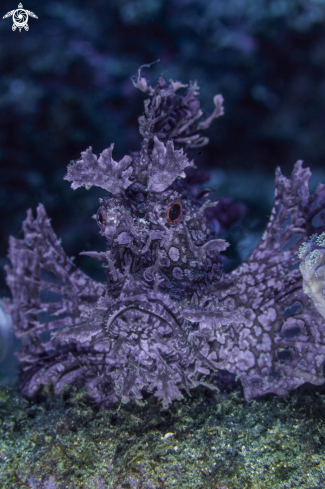 A Rhinopias frondosa | Rhinopias scorpionfish