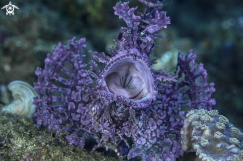 A Rhinopias frondosa | Rhinopias scorpionfish