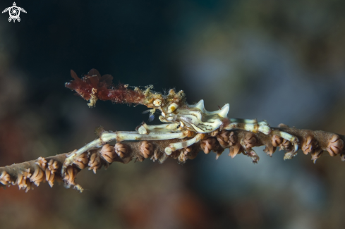 A Wire Coral Crab