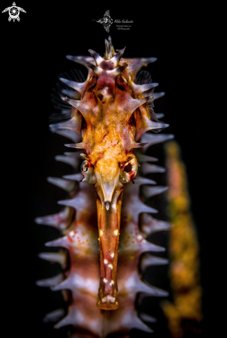 A Hippocampus histrix (Kaup, 1856)  | Spiny Seahorse